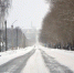 тополя - ParmaNews.Ru